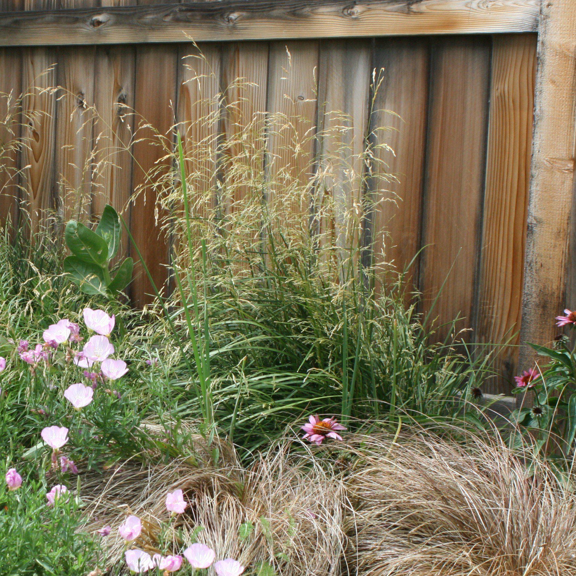 Calamagrostis x acutiflora 'Karl Foerster'  - Karl Foerster's Feather Reed Grass
