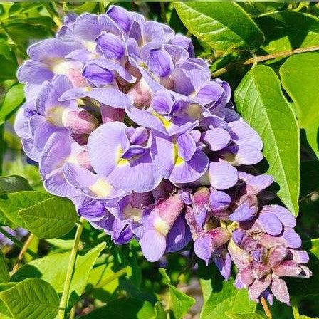 Amethyst Falls Wisteria — Wisteria frutescens