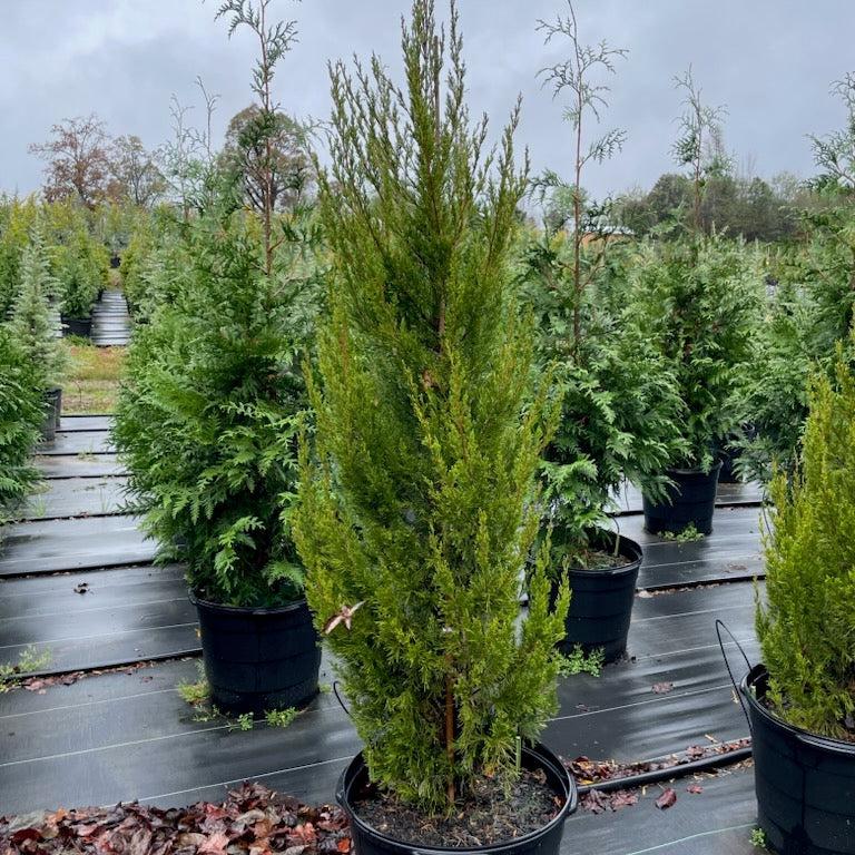 Juniperus chinensis 'Spartan'  - Spartan Chinese Juniper