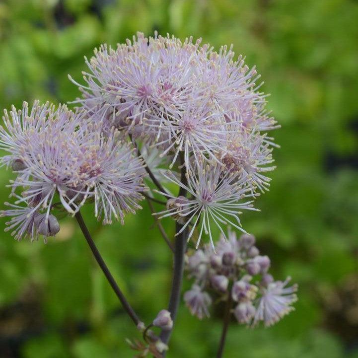 Thalictrum 'TNTNP'  - Nimbus™ Pink Meadow-Rue