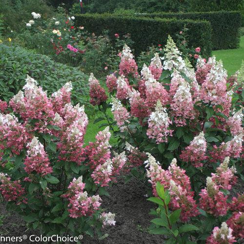Hydrangea paniculata 'DVP PINKY'  - Pinky Winky® Hydrangea