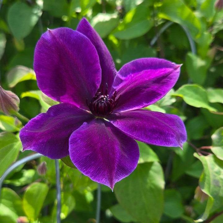 Clematis 'Evipo1112'  - Boulevard® Ravel™ Clematis