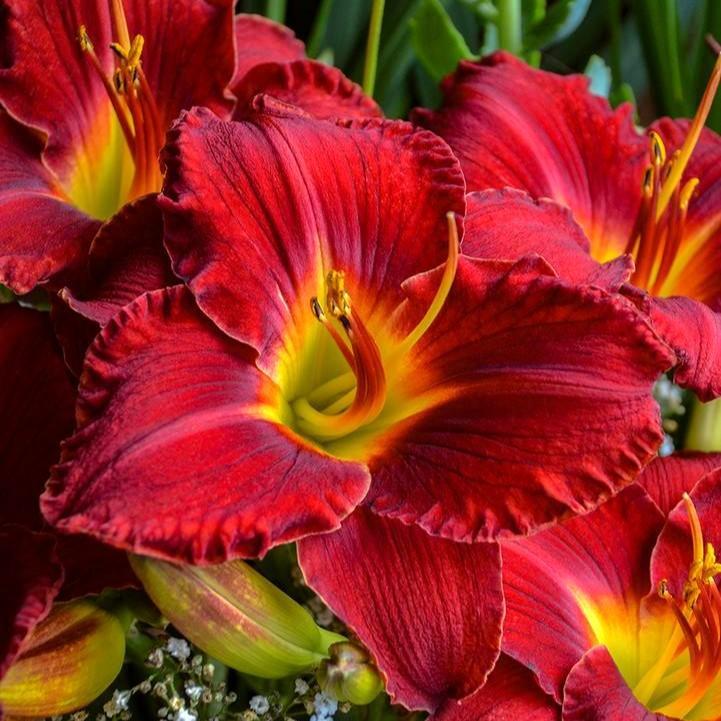 Hemerocallis 'Prairie Wildfire'  - Prairie Wildfire Daylily