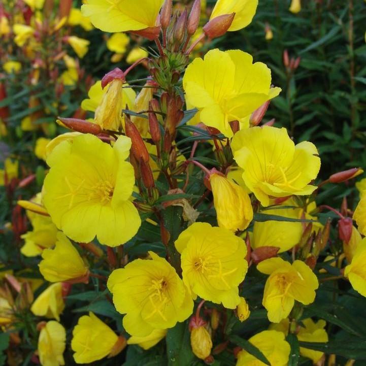 Oenothera fruticosa 'Fireworks'  - Fireworks Sundrops