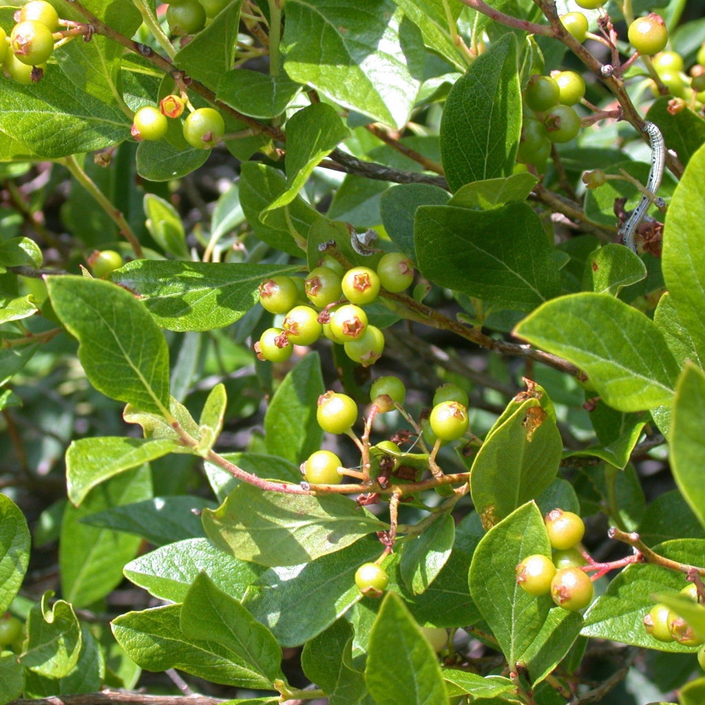 Gaylussacia baccata  - Black Huckleberry