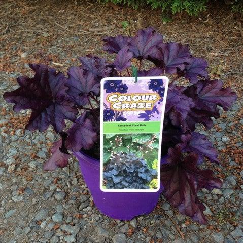 Heuchera x 'TNHEUFP'  - Forever® Purple Coral Bells