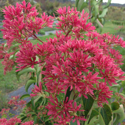 Heptacodium miconioides 'SMNHMRF'  - Temple of Bloom® Seven-Son Flower