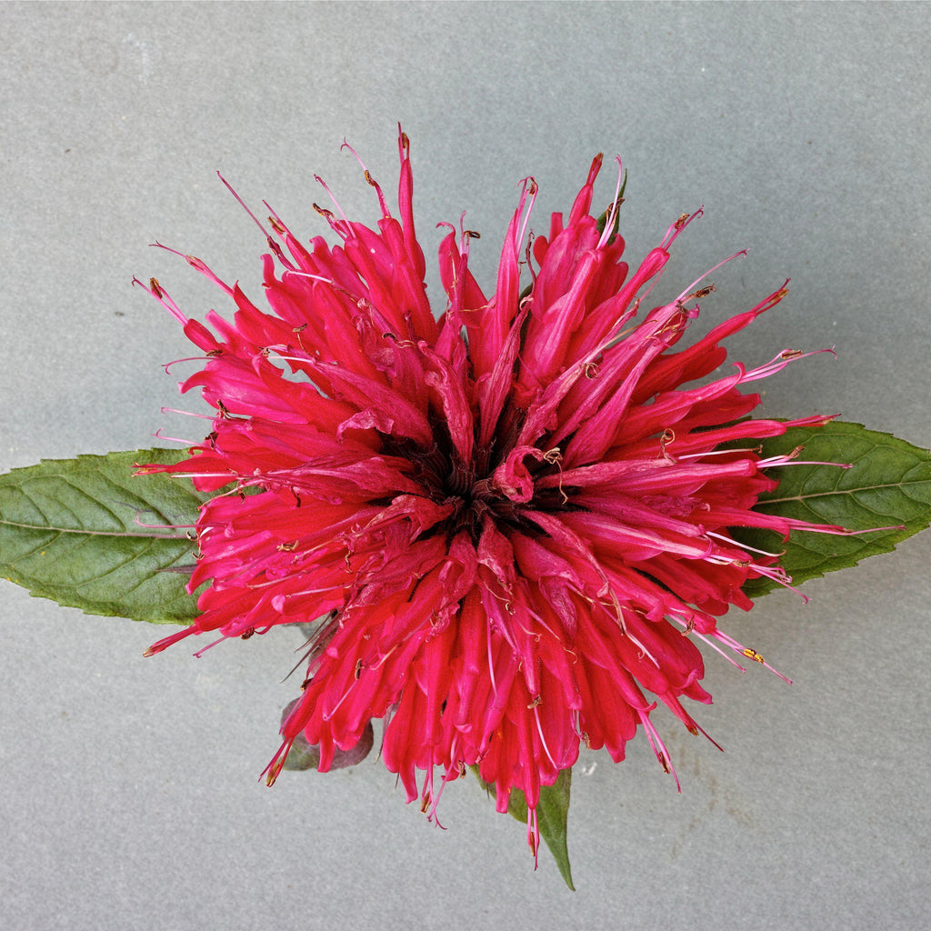 Monarda 'Cherry Pops'  - Sugar Buzz® 'Cherry Pops' Bee Balm