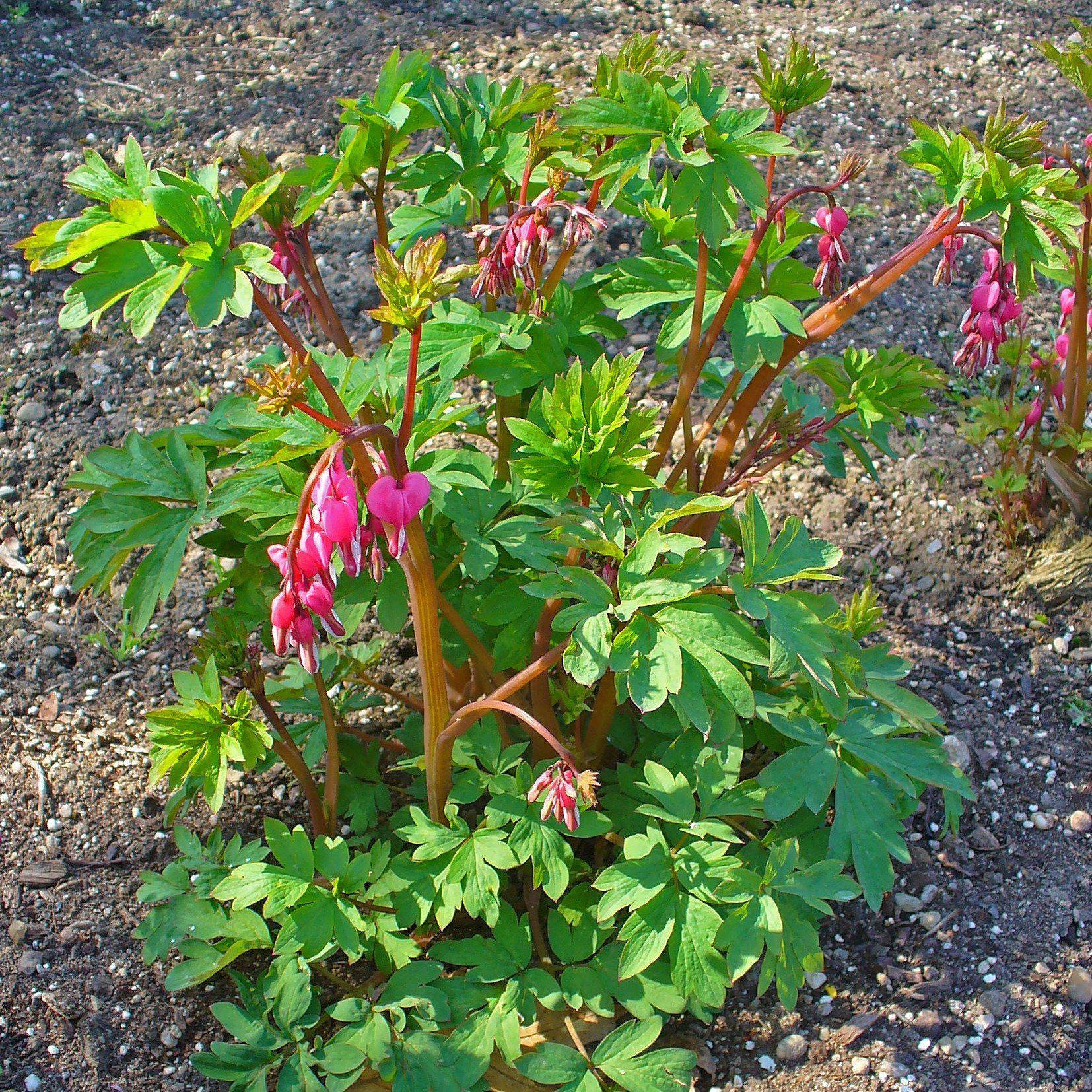 Dicentra spectabilis  - Asian Bleeding Heart