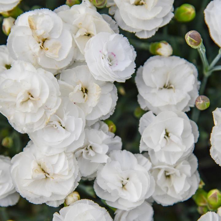 Dianthus 'Whipped Cream'  -  PW® Fruit Punch® Whipped Cream Dianthus