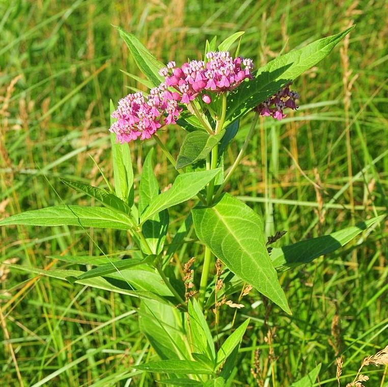 Asclepias incarnata  - Swamp Milkweed, Rose Milkweed