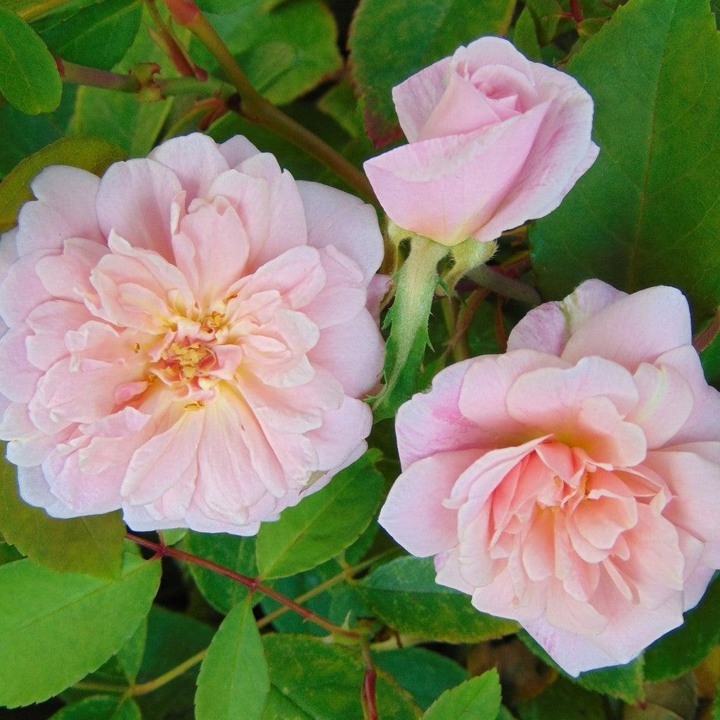 Rosa ‘Cecile Brunner’  - Cecile Brunner™ Climbing Rose
