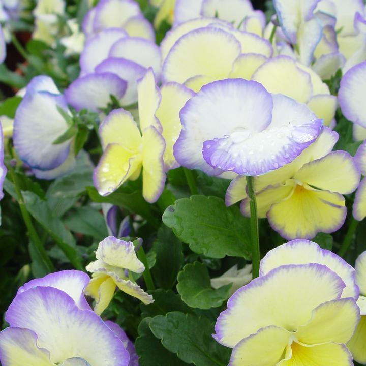 Viola 'Etain'  - Etain Viola