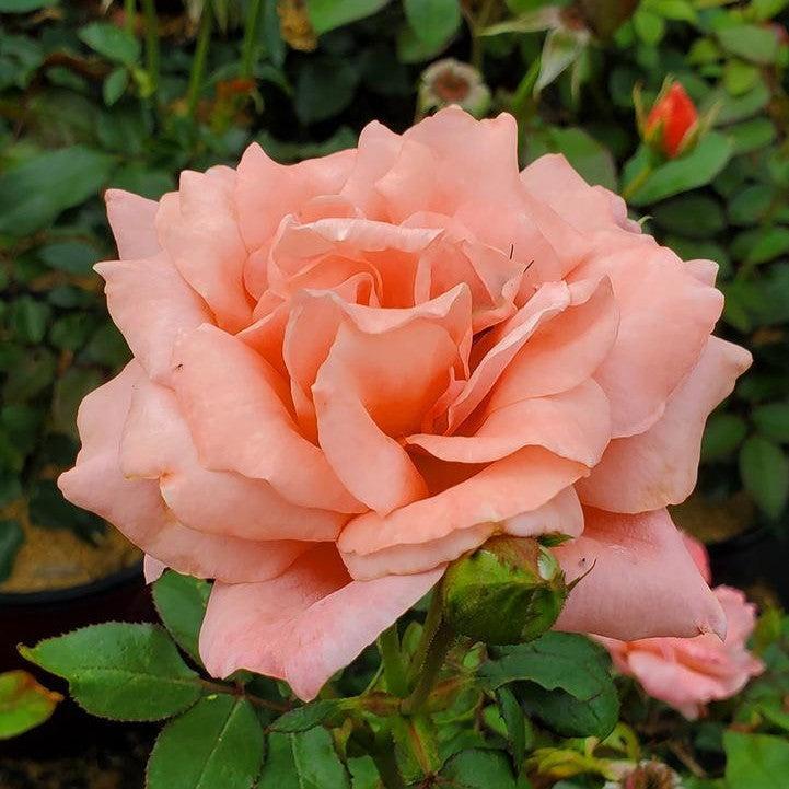 Rosa 'BAInce'  - Easy Elegance® Sweet Fragrance Rose