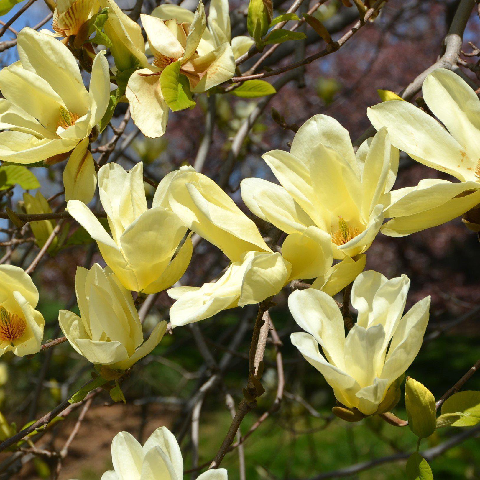 Magnolia 'Elizabeth'  - Elizabeth Magnolia