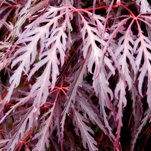 Acer palmatum var. dissectum 'Crimson Queen'  - Crimson Queen Japanese Maple