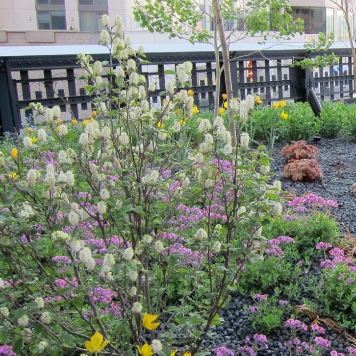 Fothergilla gardenii  - Dwarf Fothergilla