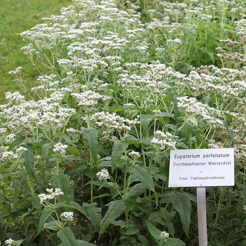 Eupatorium perfoliatum  - American Boneset