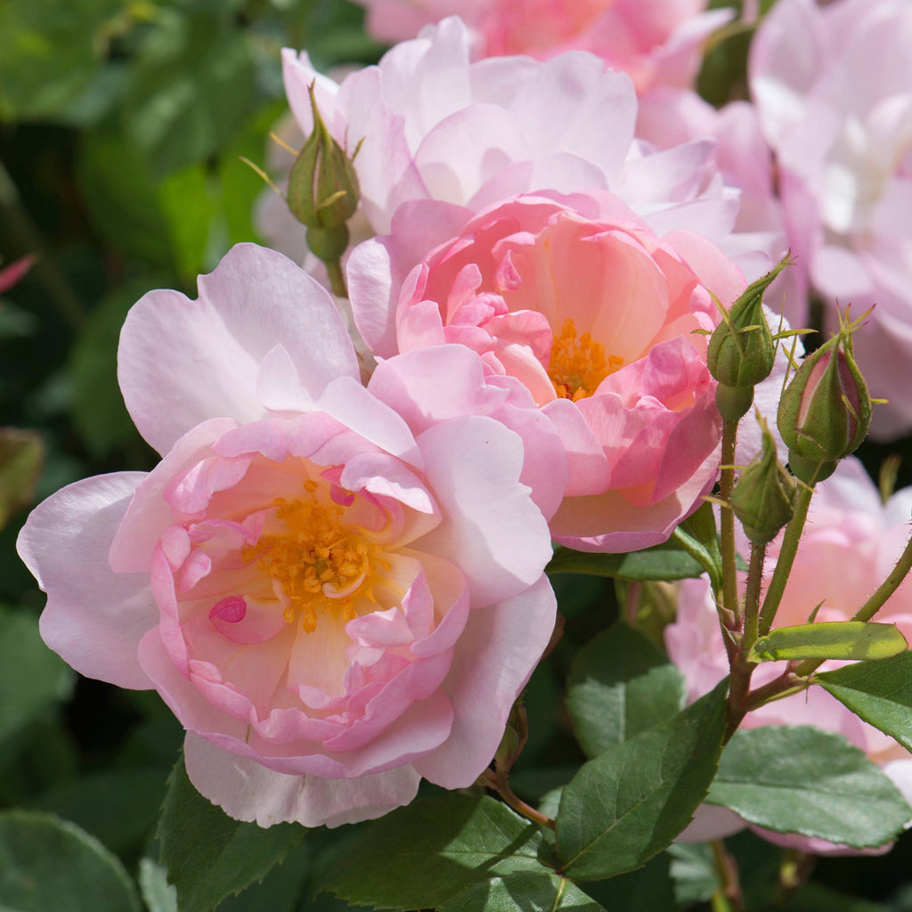 Rosa 'Ausoran'  - Scarborough Fair Rose