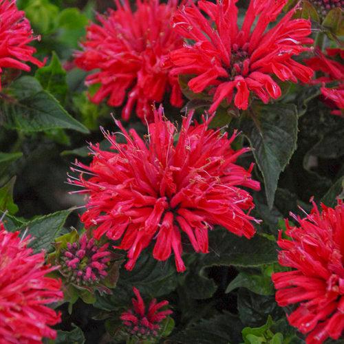 Monarda didyma 'Pardon My Cerise'  - Pardon My Cerise Bee Balm