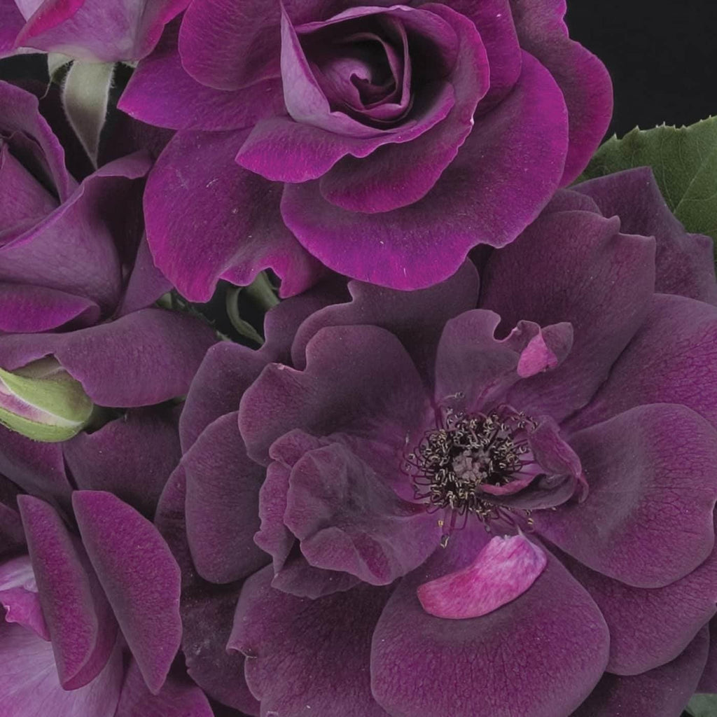 Rosa 'Prose'  - Burgundy Iceberg Rose