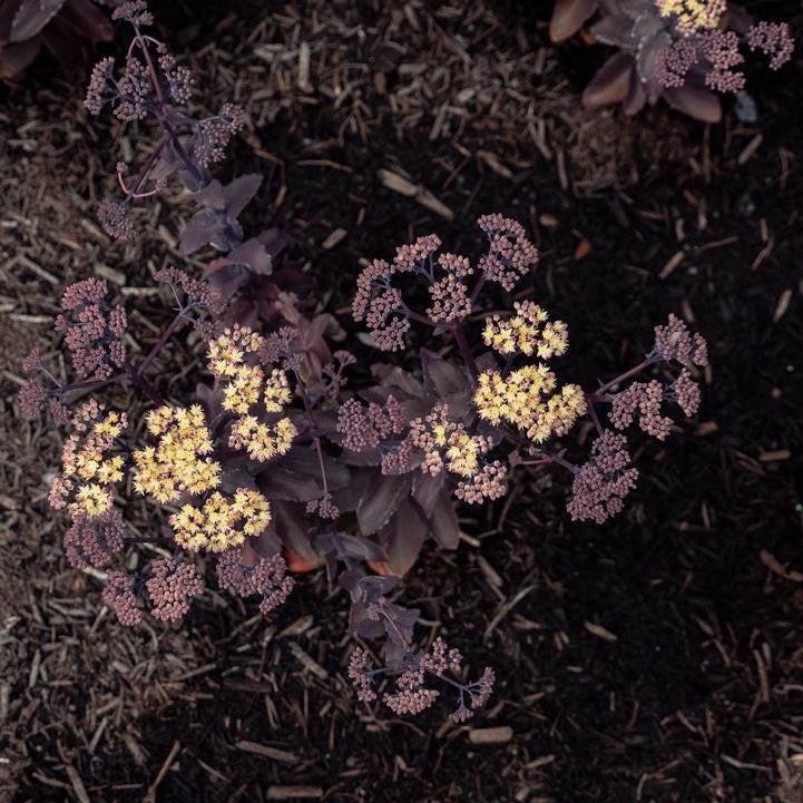 Sedum x 'Holtpupascho093'  - Puff Pastry™ White Chocolate Stonecrop