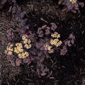 Sedum x 'Holtpupascho093'  - Puff Pastry™ White Chocolate Stonecrop