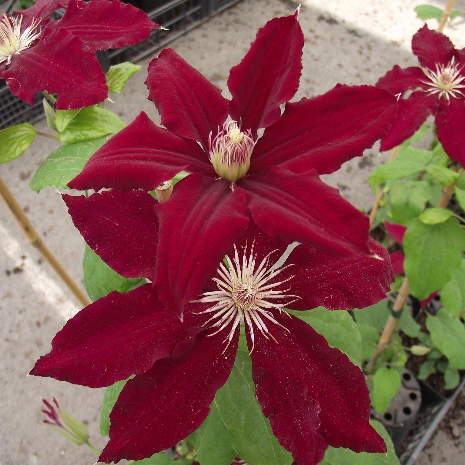 Clematis viticella 'Evipo016'  - Rebecca™ Clematis