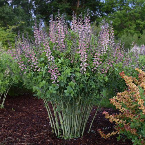 Baptisia 'Pink Truffles' PP26,588  - PW® Decadence® Deluxe Pink Truffles False Indigo
