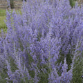 Perovskia atriplicifolia ‘Denim ‘N Lace’  - Denim 'N Lace Russian Sage