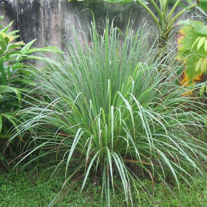 Cymbopogon citratus  - Lemongrass