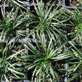 Ophiopogon japonicus 'Nanus'  - Dwarf Mondo Grass