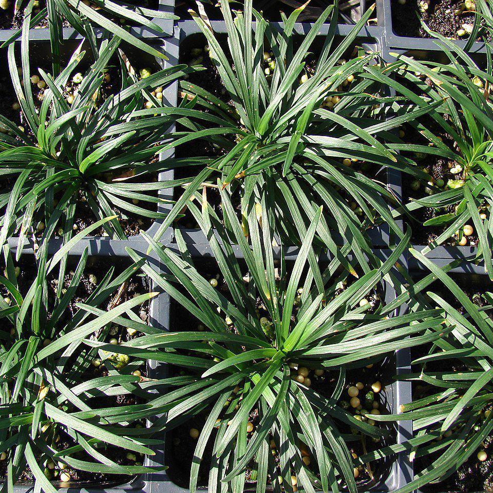 Ophiopogon japonicus 'Nanus'  - Dwarf Mondo Grass