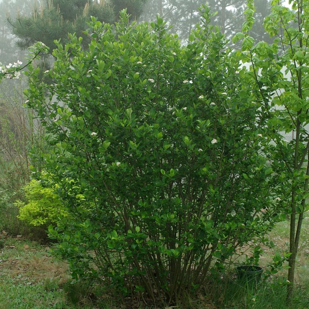 Aronia melanocarpa  - Black Chokeberry