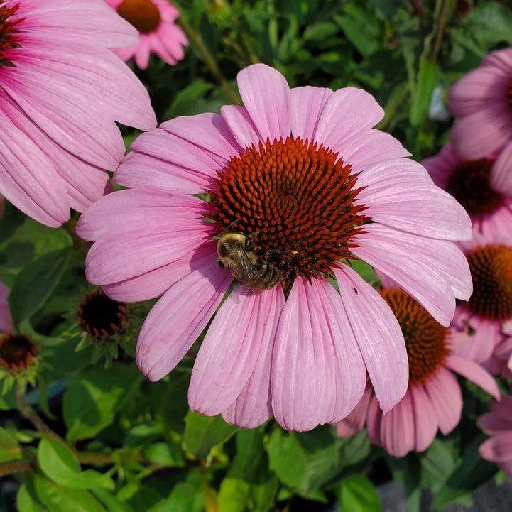 Echinacea purpurea 'Prairie Splendor'  - Prairie Splendor Echinacea