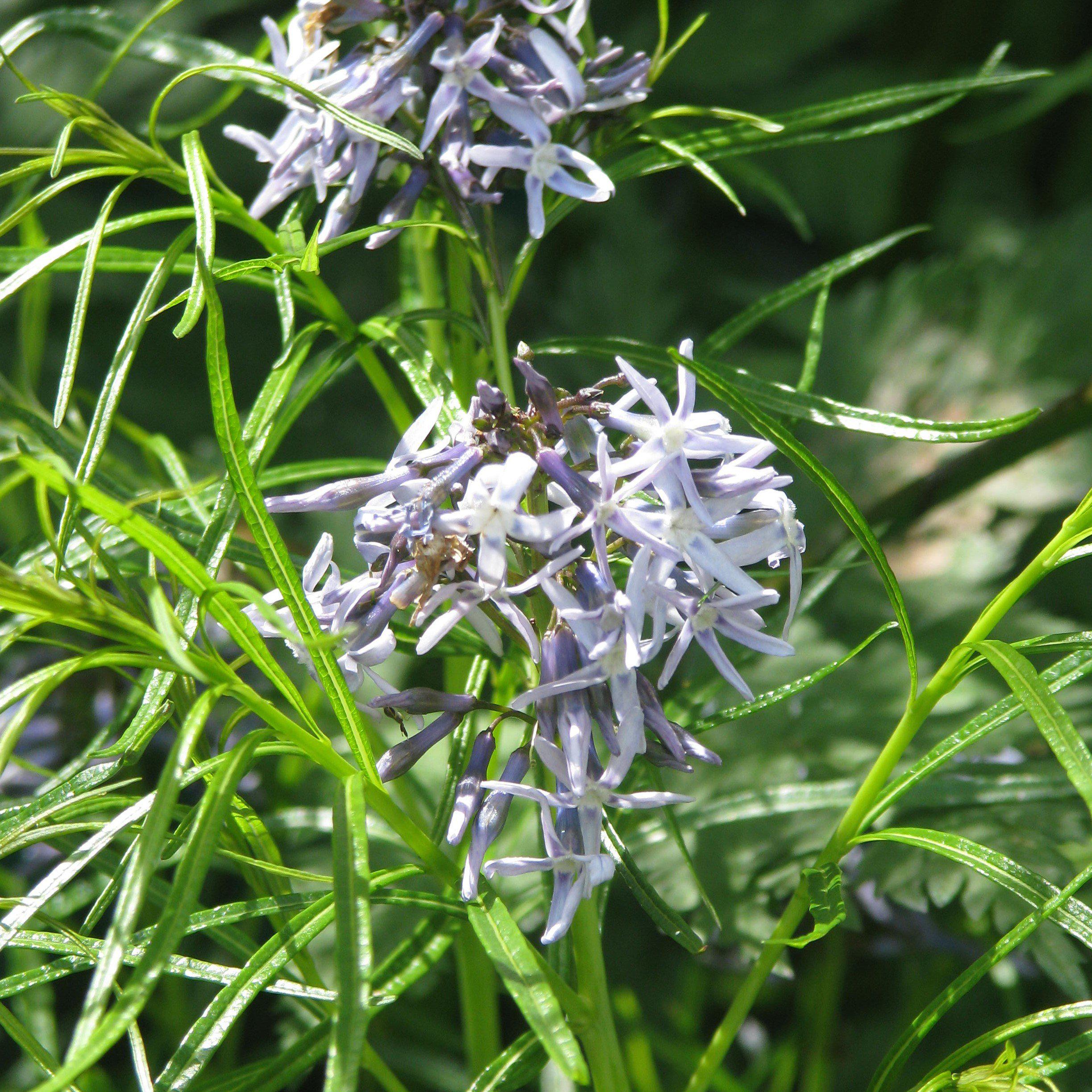 Amsonia hubrichtii  - Threadleaf Blue Star, Arkansas Blue Star