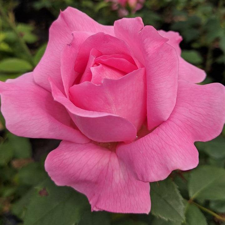 Rosa 'LIMformosa'  - True Inspiration Rose