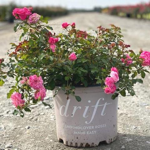 Rosa 'Meiswetdom' PP #21,612  - Sweet Drift® Rose