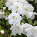 Azalea x 'Gumpo White'  - Gumpo White Azalea