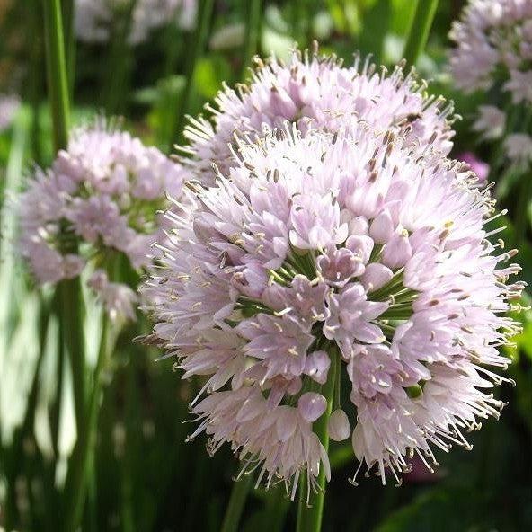 Allium 'Summer Beauty'  - Summer Beauty Ornamental Onion