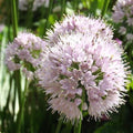 Allium 'Summer Beauty'  - Summer Beauty Ornamental Onion