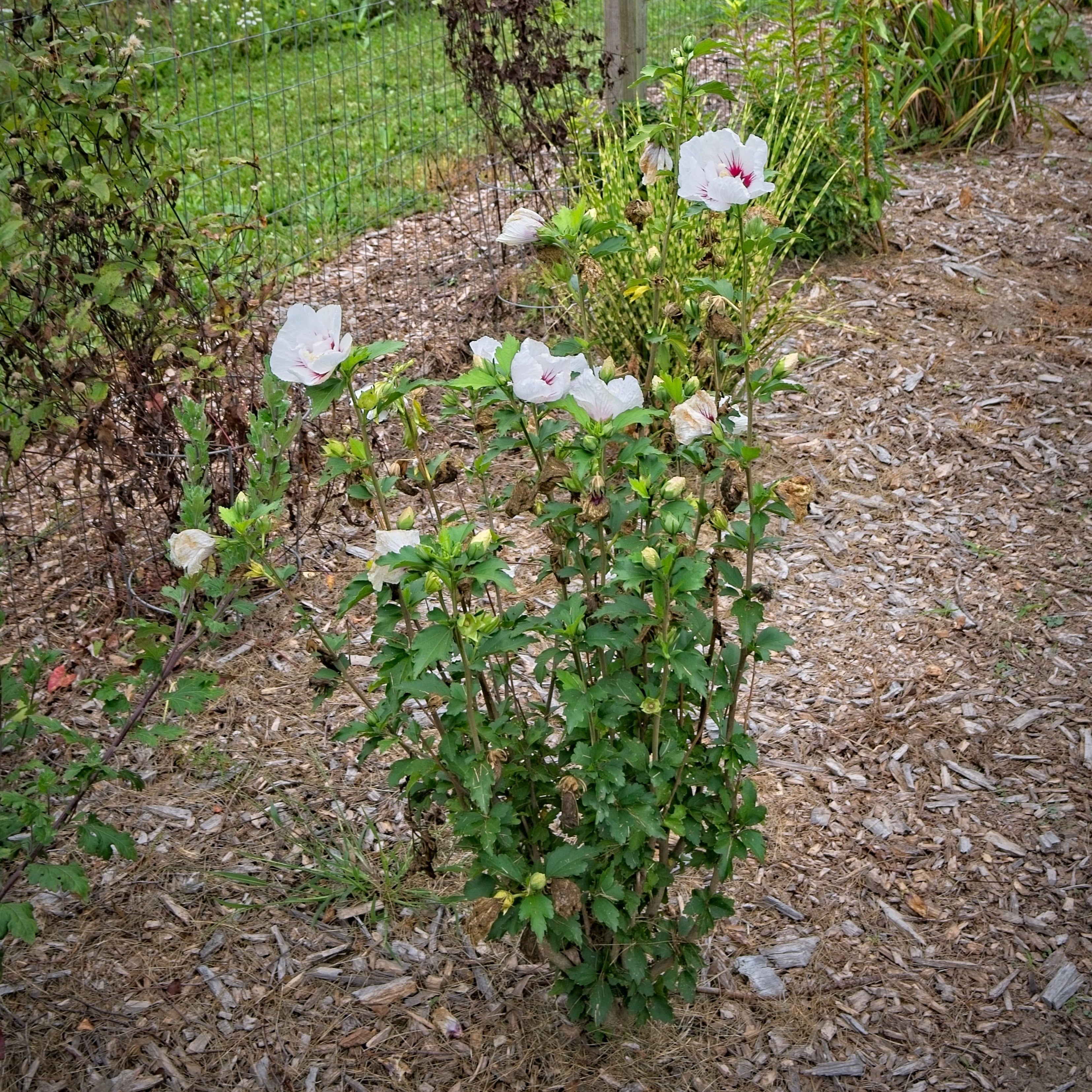 Hibiscus syriacus 'MINFREN'  - First Editions® Bali™ Hibiscus