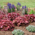 Heuchera 'Red Rover'  - PW® Fun and Games® Red Rover Coral Bells