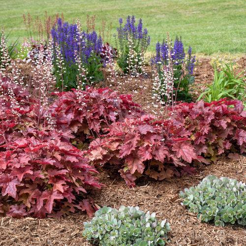 Heuchera 'Red Rover'  - PW® Fun and Games® Red Rover Coral Bells