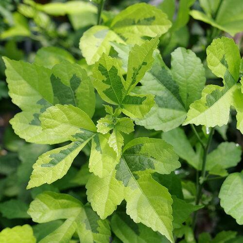 Hibiscus syriacus 'Minpapan1  - PW® Paraplu Adorned® Rose of Sharon