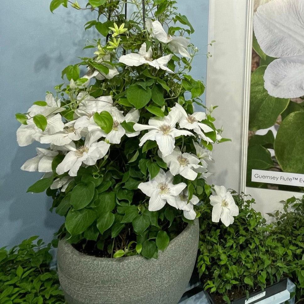 Clematis 'EviGsy153'  - Guernsey Flute™ Clematis
