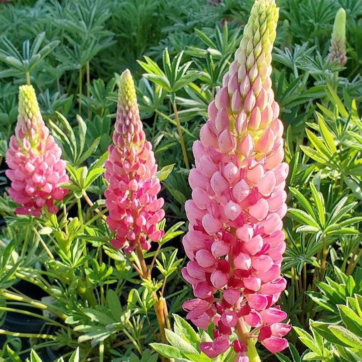 Lupinus polyphyllus 'Lupini Red Shades'  -  Lupini Red Shades Lupine
