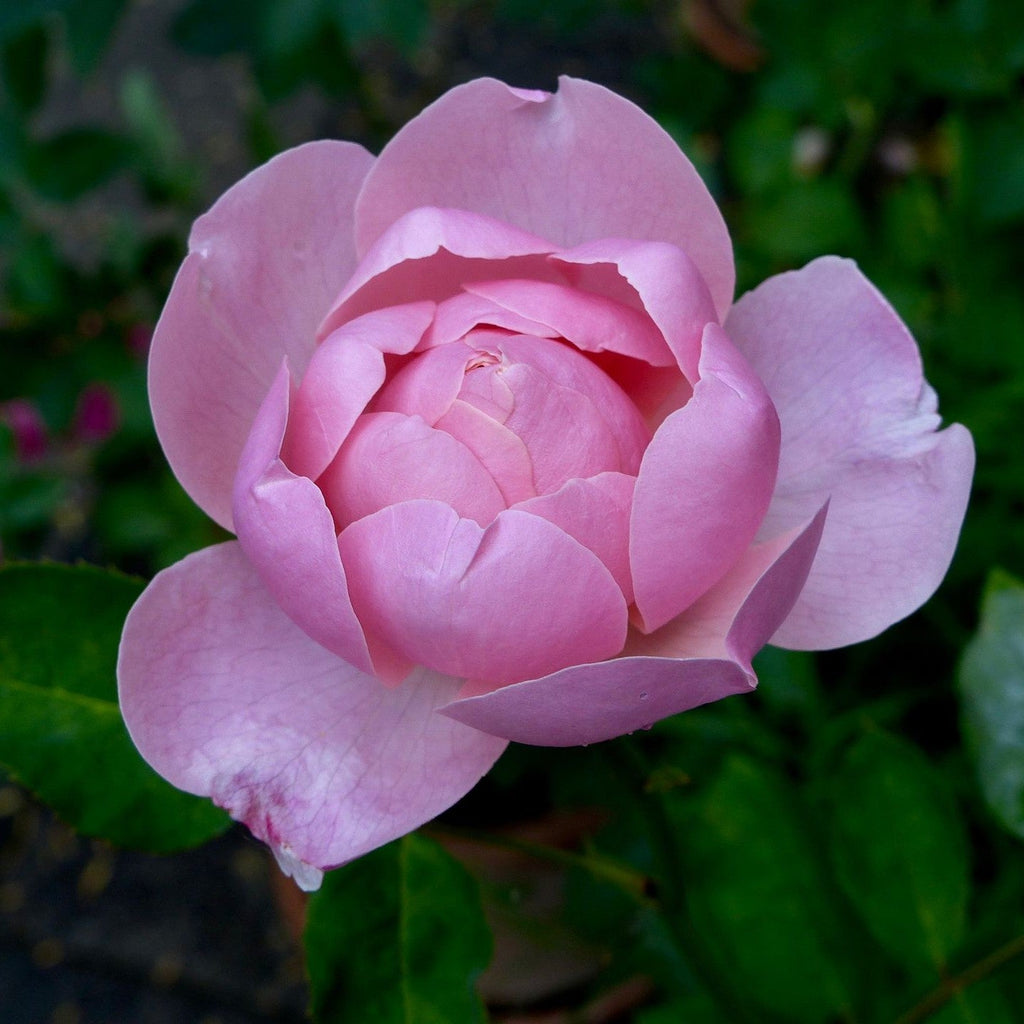 Rosa 'Ausgrab'  - The Alnwick® Rose