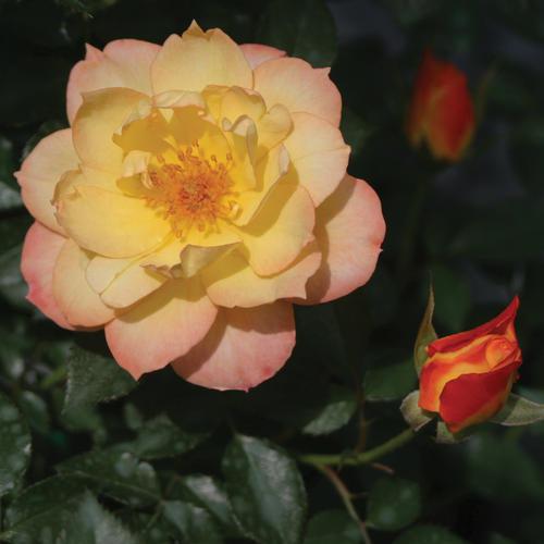 Rosa 'Chewnicebell' PP26532  - PW® Color Choice® OSO Easy Italian Ice® Rose