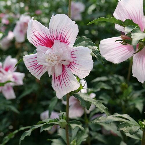 Hibiscus syriacus 'Rwoods6'  - PW® Starblast Chiffon® Rose of Sharon